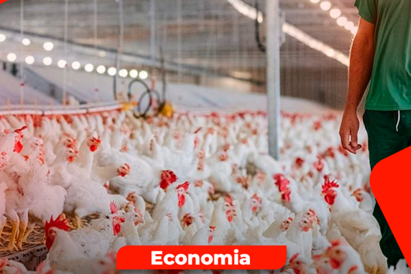 Caixas de frango brasileiro para exportação após liberação da importação pela China