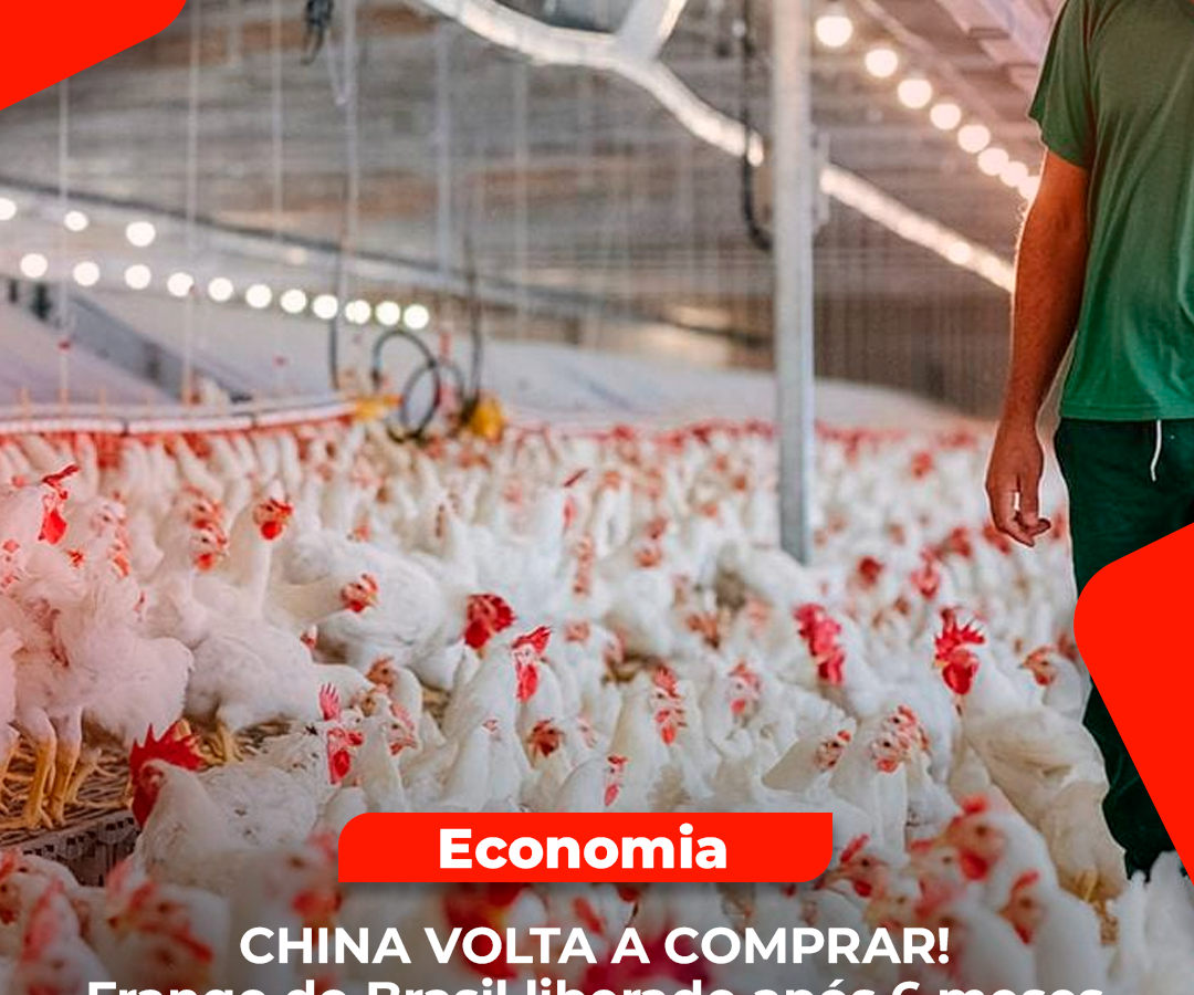 Caixas de frango brasileiro para exportação após liberação da importação pela China