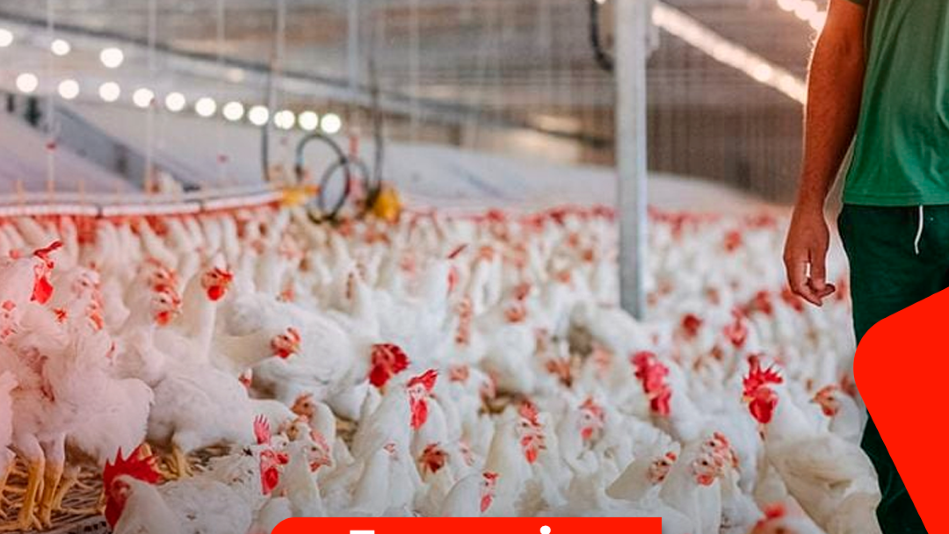 Caixas de frango brasileiro para exportação após liberação da importação pela China